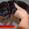 Щенки от пары Брайн х Ютера